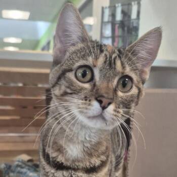 Domestic Short Hair Cats Available for Adoption - Tarah Ginger | PetCurious