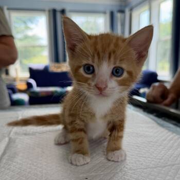 Boots Lansberry -  Domestic Short Hair Cat for Adoption in Woodstock, Virginia - Boots Lansberry | PetCurious
