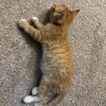 Leo -  Domestic Short Hair Cat for Adoption in Pleasanton, California - Leo | PetCurious