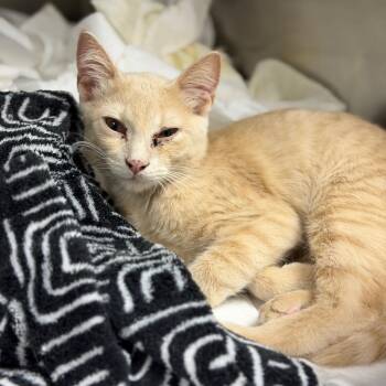 Rimuru -  Domestic Short Hair Cat for Adoption in Fort Smith, Arkansas - Rimuru | PetCurious