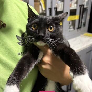 Fries -  Domestic Short Hair Cat for Adoption in Tampa, Florida - Fries | PetCurious