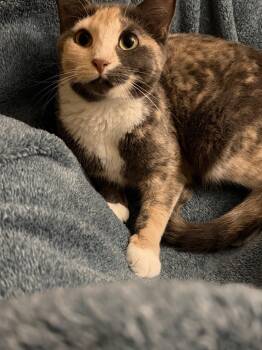 Amneris & Zephyrine *BONDED* -  Domestic Short Hair Cat for Adoption in Herndon, Virginia - Amneris & Zephyrine *BONDED* | PetCurious