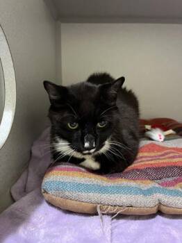 Empennage -  Domestic Short Hair Cat for Adoption in Stratham, New Hampshire - Empennage | PetCurious