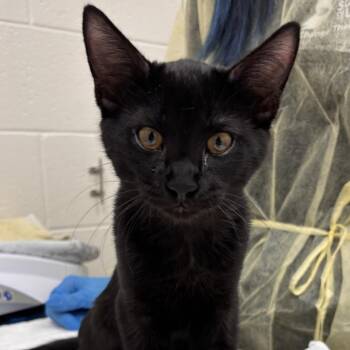 Gerald -  Domestic Short Hair Cat for Adoption in Murray, Utah - Gerald | PetCurious