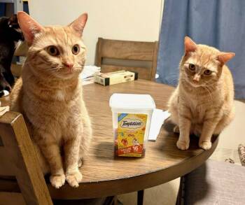 Butterscotch and Creamsical -  Domestic Short Hair Cat for Adoption in Holmdel, New Jersey - Butterscotch And Creamsical | PetCurious