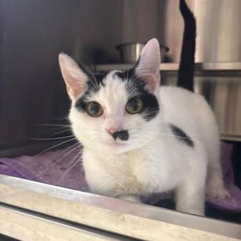 Domestic Short Hair Cats Available for Adoption in Springfield, Illinois - Robot | PetCurious