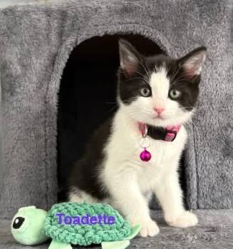Domestic Short Hair and Tabby Cats Available for Adoption in Charlotte, North Carolina - Toadette | PetCurious