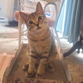 Rescue Domestic Short Hair Cats for Adoption in Washougal, Washington - Cardi | PetCurious