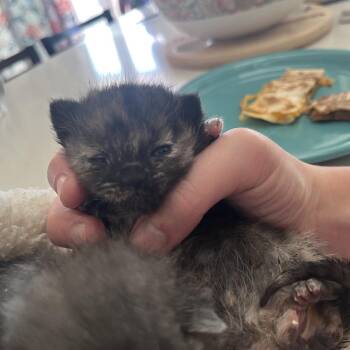 Domestic Short Hair Cats Available for Adoption in Westminster, California - Glockenspiel | PetCurious