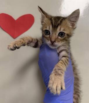 GIBRONI - ADOPTION PENDING -  Domestic Short Hair Cat for Adoption in Ontario, California - GIBRONI - ADOPTION PENDING | PetCurious