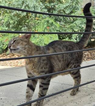 ASTER -  Domestic Medium Hair Cat for Adoption in San Antonio, Texas - ASTER | PetCurious