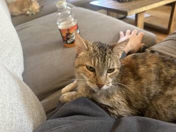 Domestic Short Hair Cats Available for Adoption in Santa Rosa, California - Mitzi | PetCurious
