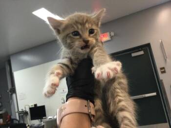 Domestic Short Hair Cats Available for Adoption in Thousand Palms, California - A1914990 | PetCurious