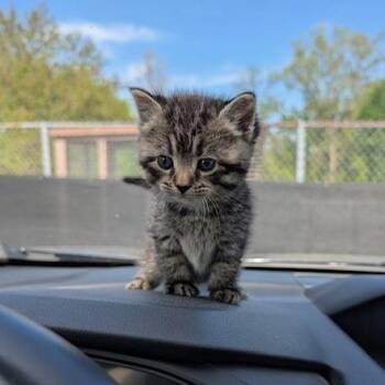 Domestic Medium Hair Cats Available for Adoption in Indianapolis, Indiana - Coco | PetCurious