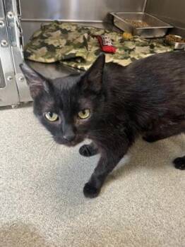 Domestic Short Hair Cats Available for Adoption in Beatrice, Nebraska - Franklyn | PetCurious
