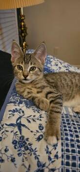 Wednesday -  Tabby and Domestic Short Hair Cat for Adoption in Powder Springs, Georgia - Wednesday | PetCurious