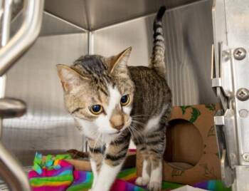 Domestic Short Hair Cats Available for Adoption - PETE | PetCurious