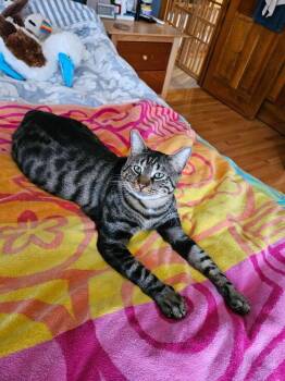 *Cupcake (bonded with Superfly) -  Domestic Short Hair Cat for Adoption in Hudson, New Hampshire - *Cupcake (bonded With Superfly) | PetCurious