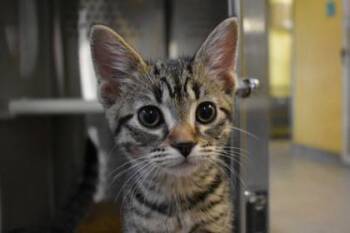 Ronaldo -  Domestic Short Hair Cat for Adoption in Kansas City, Missouri - Ronaldo | PetCurious