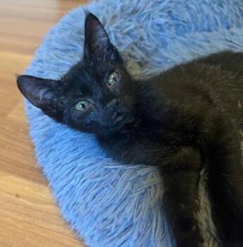 Domestic Short Hair Cats Available for Adoption in Oakland Park, Florida - Batman - PSP Foster Home | PetCurious
