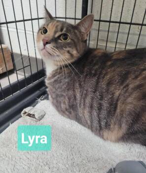 Lyra -  Domestic Short Hair Cat for Adoption in Richmond, Indiana - Lyra | PetCurious