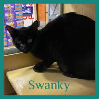 Tabby Cats Available for Adoption in Lawton, Oklahoma - SWANKY  | PetCurious