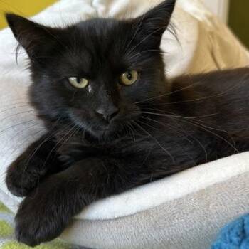 Glacier -  Domestic Medium Hair and Domestic Short Hair Cat for Adoption in East Montpelier, Vermont - Glacier | PetCurious