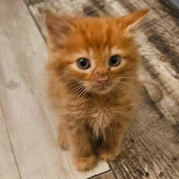 Bumblebee -  Domestic Medium Hair Cat for Adoption in Newport, Tennessee - Bumblebee | PetCurious