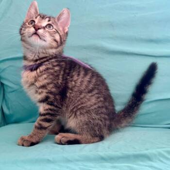Domestic Short Hair Cats Available for Adoption - Jellybean | PetCurious