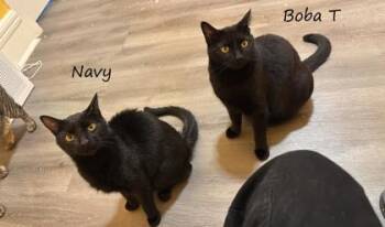 Navy -  Domestic Short Hair Cat for Adoption in New York, New York - Navy | PetCurious
