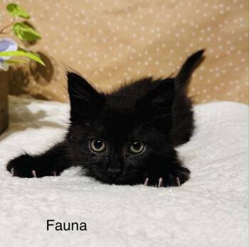 Fauna -  Domestic Long Hair Cat Available for Adoption in Groveland, Massachusetts - Fauna | PetCurious