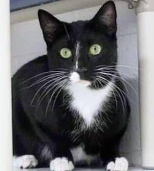 5869 Checkers/Panther -  Domestic Short Hair Cat for Adoption in Hartwell, Georgia - 5869 Checkers/Panther | PetCurious