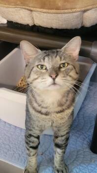 Captain Crunch -  Domestic Short Hair Cat for Adoption in Metter, Georgia - Captain Crunch | PetCurious