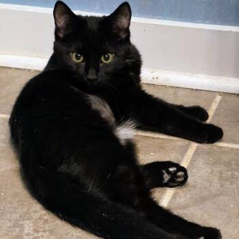 Rescue Domestic Short Hair Cats for Adoption in Richmond, Virginia - Got Pants | PetCurious