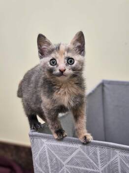 Rescue Domestic Short Hair Cats for Adoption in Riverbank, New Brunswick - Marjorie | PetCurious