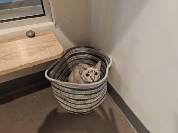 Snowshoe and Domestic Short Hair Cats Available for Adoption in Oakland, California - Theodosia (bonded With Eliza) | PetCurious