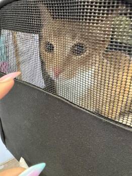 Domestic Short Hair Cats Available for Adoption in Fort Walton Beach, Florida - LADY HONEY HAVOC | PetCurious