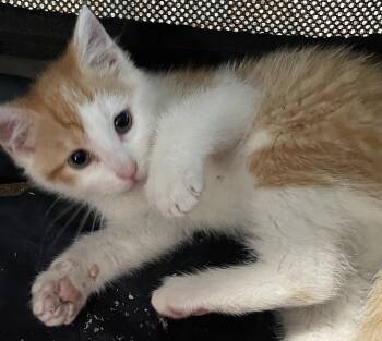 Rescue Domestic Short Hair Cats for Adoption in Westfield, New Jersey - Rosco | PetCurious