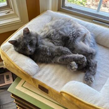 Domestic Long Hair Cats Available for Adoption in Kenosha, Wisconsin - Sloan | PetCurious