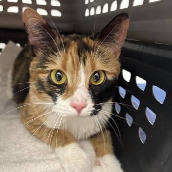Bunny -  American Bobtail and Calico Cat for Adoption in Concord, North Carolina - Bunny | PetCurious