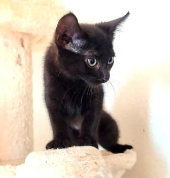 Callisto (26-144 C) -  Domestic Short Hair Cat for Adoption in Lansing, Michigan - Callisto (26-144 C) | PetCurious