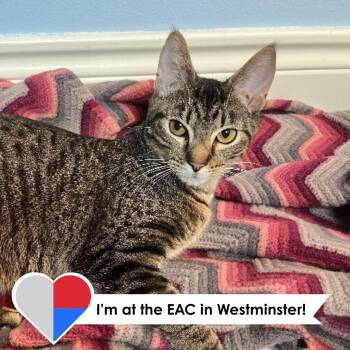 Rescue Domestic Short Hair Cats for Adoption in Fort Collins, Colorado - Wonton | PetCurious