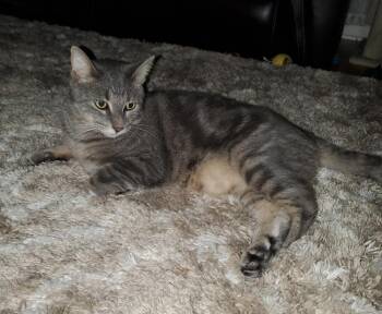 Domestic Short Hair Cats Available for Adoption in Ferndale, Michigan - Sebastian | PetCurious