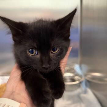 Domestic Short Hair Cats Available for Adoption in Greensboro, North Carolina - French Fries | PetCurious
