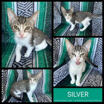 Silver -  Domestic Short Hair Cat for Adoption in Corpus Christi, Texas - Silver | PetCurious