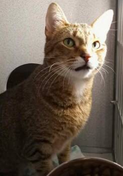 Domestic Short Hair Cats Available for Adoption in Waupaca, Wisconsin - Archie | PetCurious