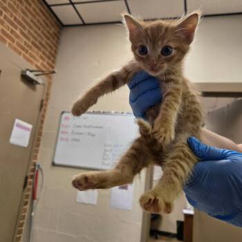Fluff -  Domestic Short Hair Cat for Adoption in Birmingham, Alabama - Fluff | PetCurious