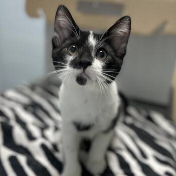 Odis -  Domestic Short Hair Cat for Adoption in Riverside, California - Odis | PetCurious