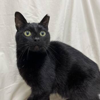 Vestige -  Domestic Short Hair and Manx Cat for Adoption in Lyndhurst, Virginia - Vestige | PetCurious
