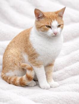 Domestic Short Hair Cats Available for Adoption in Copley, Ohio - Bumble | PetCurious